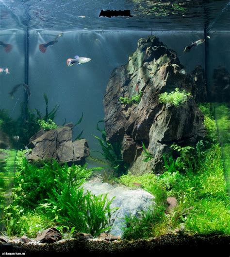 freshwater aquarium aquascaping.